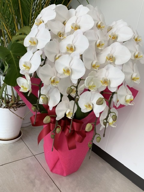 祝いの胡蝶蘭